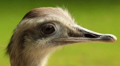 Cele mai mari păsări din lume